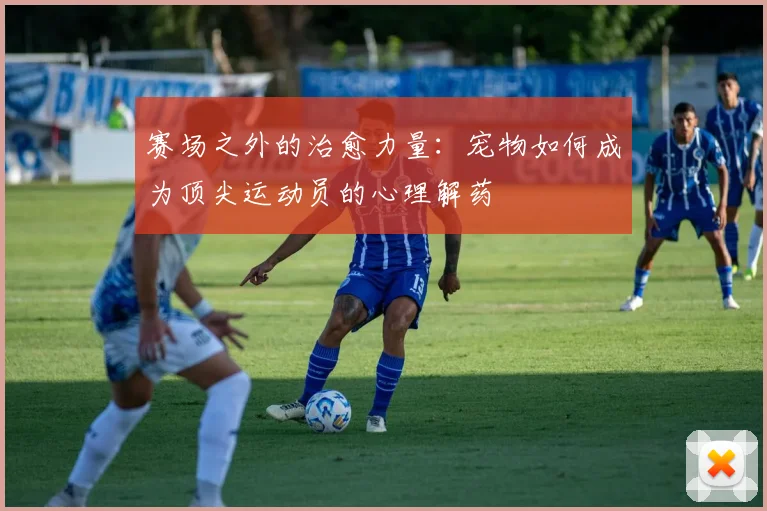 赛场之外的治愈力量：宠物如何成为顶尖运动员的心理解药
